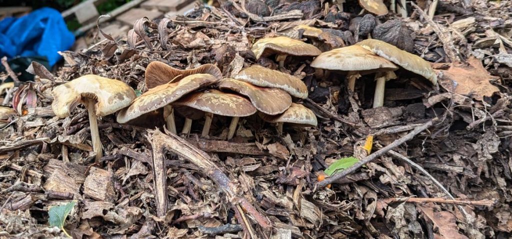 Look what we found in the bark chippings!