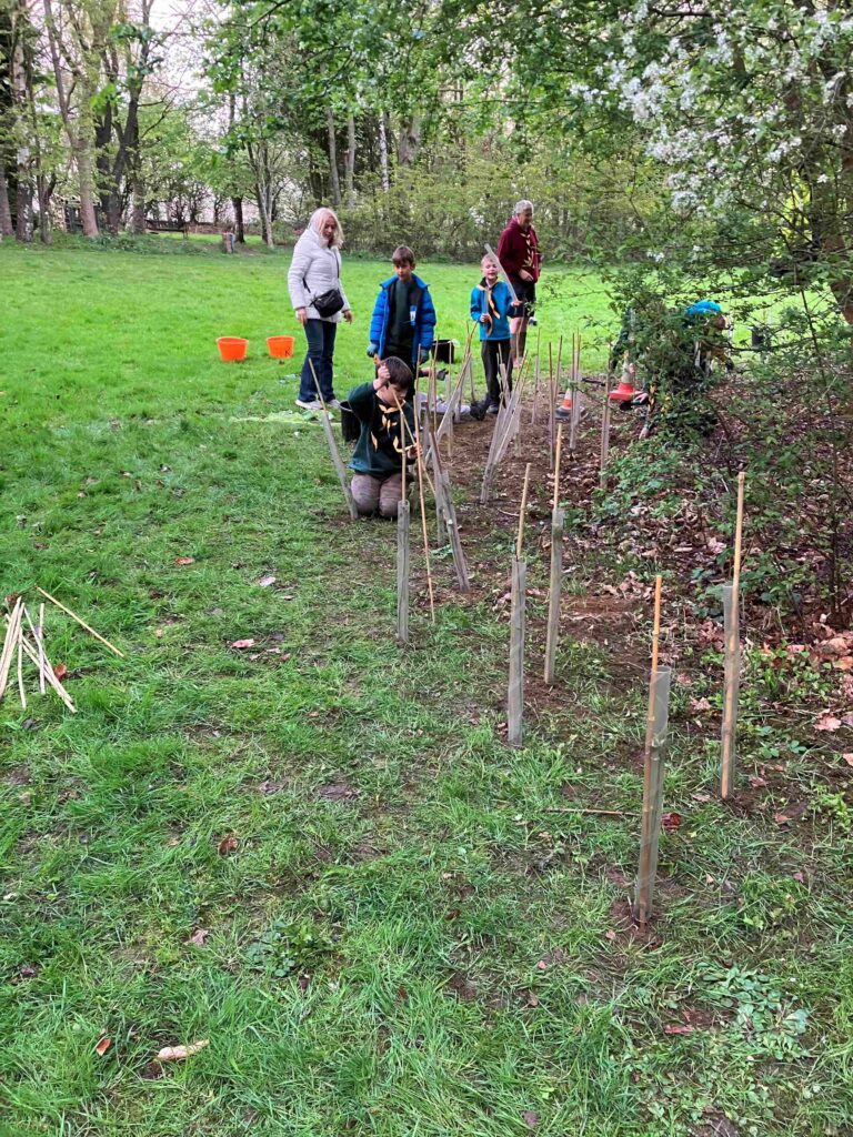Blue Pack have been planting trees to create a hedge round part of the Lady Wood Copse in the Activity Field. Over 100 saplings were planted and protected with canes and spirals.